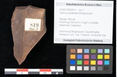 Foto (Objekt + Etikett) von Quercus palaeoilex Ettingshausen (NHMW-GEO-2024-0188-0819)